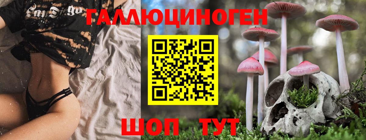 Химки  Псилоцибиновые грибы Psilocybine cubensis  Вход с VPN 